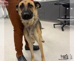 Piggy - Female German Shepherd Dog-Unknown Mix Dog for Adoption - Small photo