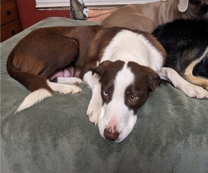 Mother of the Border Collie puppies born on 12/19/2025