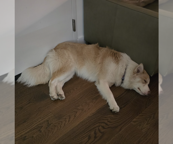 Medium Photo #9 Australian Retriever Puppy For Sale in Brooklyn, NY, USA