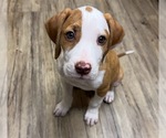 Small #2 Coonhound Mix
