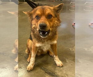 German Shepherd Dog-Unknown Mix Dogs for adoption in Riverside, CA, USA