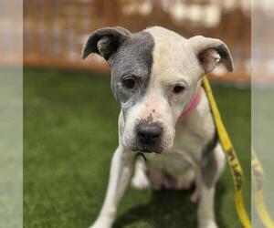 Mutt Dogs for adoption in Las Vegas, NV, USA