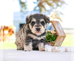 Small Photo #29 Schnauzer (Miniature) Puppy For Sale in SYRACUSE, IN, USA