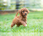 Small Photo #6 Miniature Labradoodle Puppy For Sale in WESTMINSTER, MD, USA