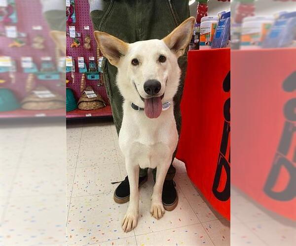 Medium Photo #1 Sibercaan Puppy For Sale in Forestville, MD, USA