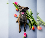 Small Photo #50 Dutch Shepherd -Plott Hound Mix Puppy For Sale in McKinney, TX, USA
