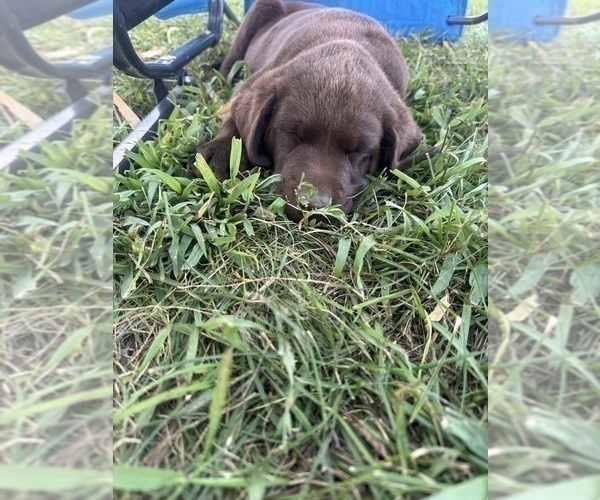 Medium Photo #6 Labrador Retriever Puppy For Sale in BRIDGEWATER, IA, USA