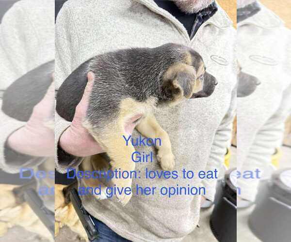 Medium Photo #2 Gerberian Shepsky Puppy For Sale in Aurora, IN, USA