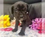Small #2 Neapolitan Mastiff