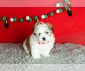 Zuchon Puppy for sale in WOLCOTTVILLE, IN, USA