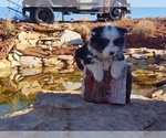 Small Photo #3 Pembroke Welsh Corgi Puppy For Sale in HOLBROOK, AZ, USA