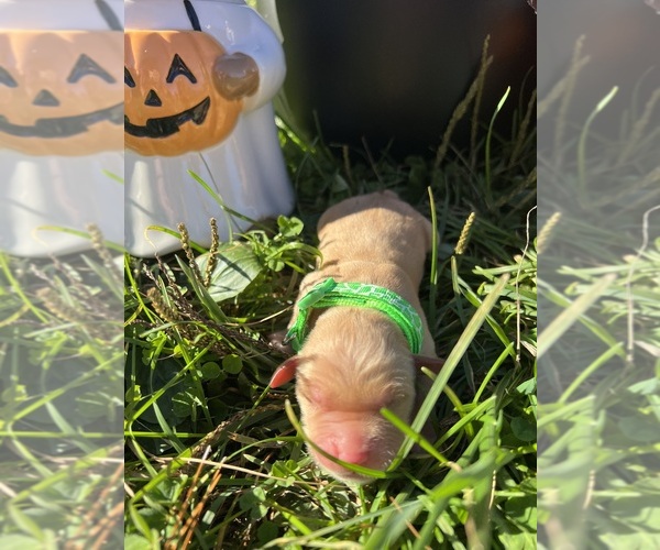 Medium Photo #1 Golden Retriever Puppy For Sale in NEOLA, WV, USA