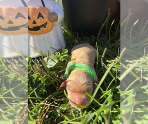 Golden Retriever Puppy for sale in NEOLA, WV, USA