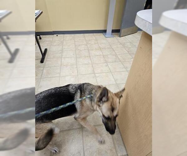 Medium Photo #1 German Shepherd Dog Puppy For Sale in Norfolk, VA, USA