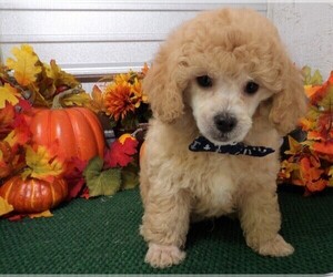 Poodle (Miniature) Puppy for sale in CASSVILLE, MO, USA