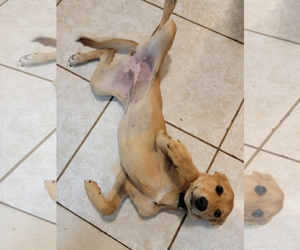 Medium Photo #4 German Shepherd Dog-Unknown Mix Puppy For Sale in Valrico, FL, USA