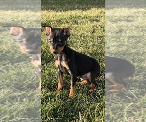Miniature Pinscher Puppy for sale in CANOGA, NY, USA