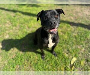 American Pit Bull Terrier-Unknown Mix Dogs for adoption in Ocala, FL, USA