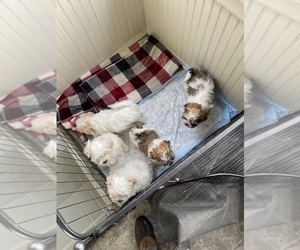 Zuchon Puppy for sale in MENOMINEE, MI, USA