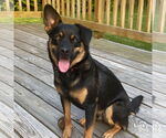 Small #1 Labrador Retriever Mix