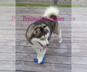 Father of the Pomsky puppies born on 11/18/2021