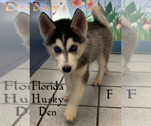 Siberian Husky Puppy for sale in NEW PORT RICHEY, FL, USA