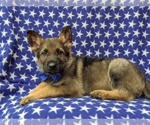 German Shepherd Dog Puppy for sale in NEW PROVIDENCE, PA, USA