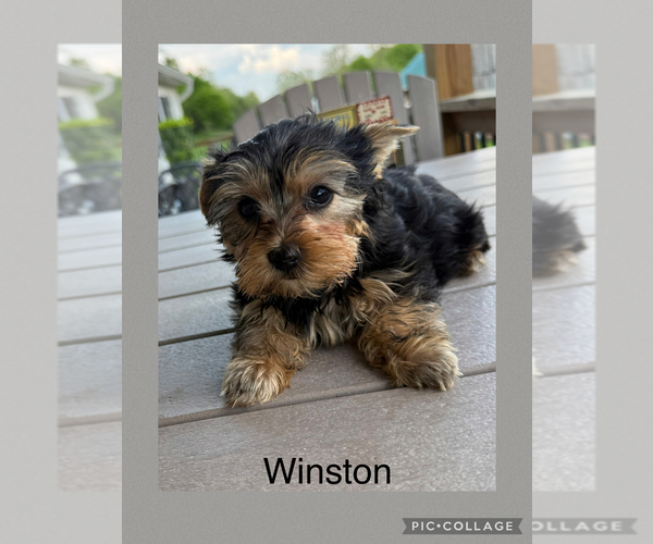 Medium Photo #13 Yorkshire Terrier Puppy For Sale in BENNINGTON, IN, USA