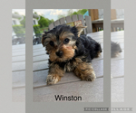 Small #11 Yorkshire Terrier