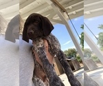 Small Photo #7 German Shorthaired Pointer Puppy For Sale in CORONA, CA, USA
