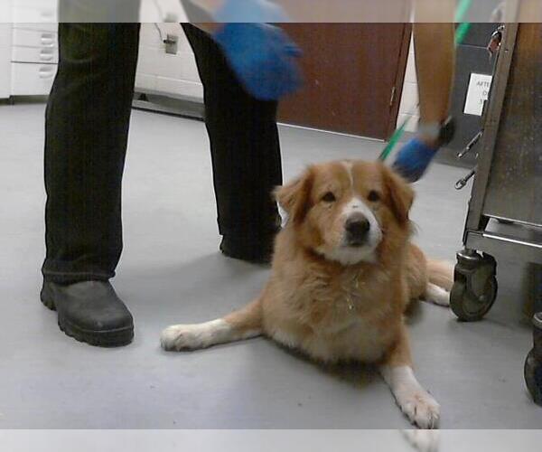 Medium Photo #1 Australian Shepherd-Unknown Mix Puppy For Sale in Fayetteville, NC, USA