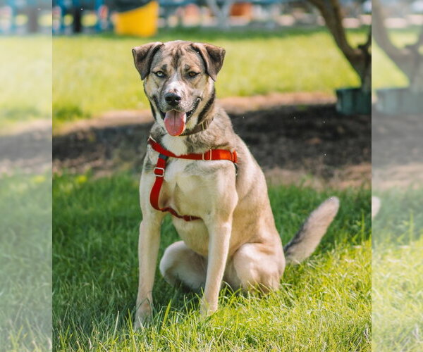 Medium Photo #5 Siberian Husky-Unknown Mix Puppy For Sale in Lawrenceville, NJ, USA
