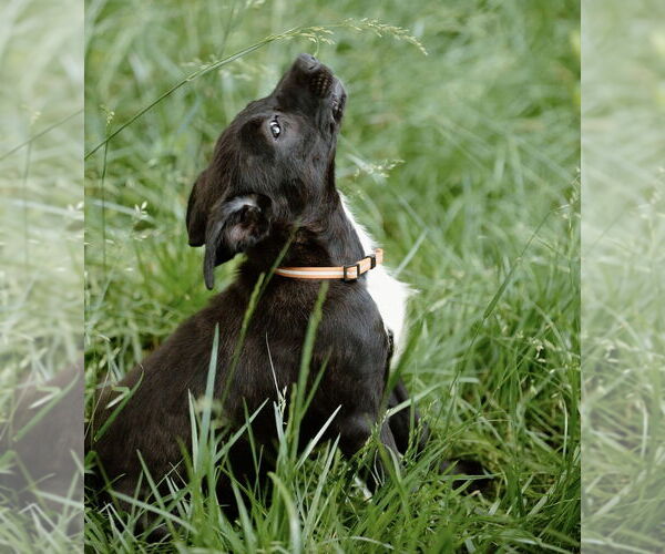 Medium Photo #16 Labrador Retriever-Unknown Mix Puppy For Sale in OKLAHOMA CITY, OK, USA