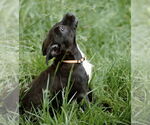 Small #15 Labrador Retriever Mix