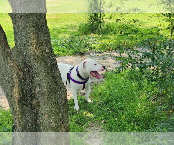 Medium Photo #17 Mutt Puppy For Sale in Philadelphia, PA, USA