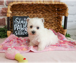 Small #3 West Highland White Terrier