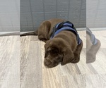 Puppy Hoss Labrador Retriever
