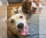 Small #1 Golden Retriever Mix