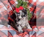 Small Photo #1 Poodle (Toy)-ShihPoo Mix Puppy For Sale in LINCOLN UNIV, PA, USA
