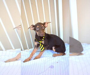 Mutt Dogs for adoption in McKinney, TX, USA