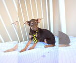 Small Mutt