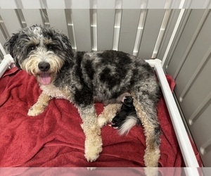 Bernedoodle (Miniature) Puppy for sale in ROCK HILL, SC, USA