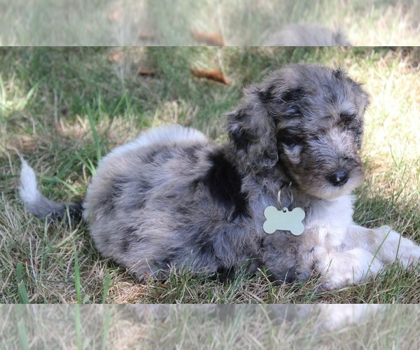 Medium Photo #7 Goldendoodle Puppy For Sale in HOWARD CITY, MI, USA