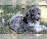 Small Photo #7 Goldendoodle Puppy For Sale in HOWARD CITY, MI, USA