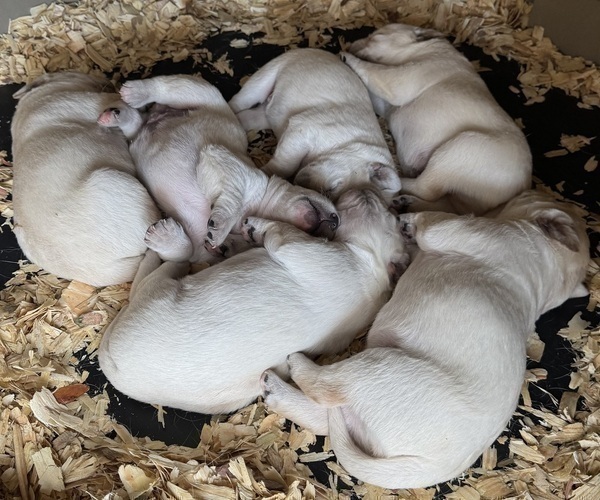 Medium Photo #5 Labrador Retriever Puppy For Sale in ALL HEALING SPRINGS, NC, USA