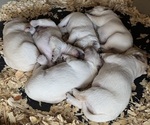 Small #4 Labrador Retriever