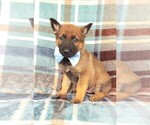 Small Photo #2 Malinois Puppy For Sale in LANCASTER, PA, USA