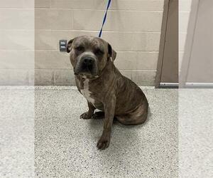 American Pit Bull Terrier-Unknown Mix Dogs for adoption in Conroe, TX, USA