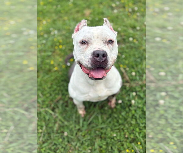 Medium Photo #5 American Pit Bull Terrier Puppy For Sale in Virginia Beach, VA, USA
