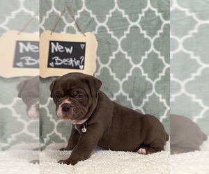 Olde English Bulldogge Puppy for sale in WYLIE, TX, USA